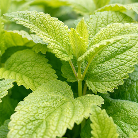 Citronmelisse