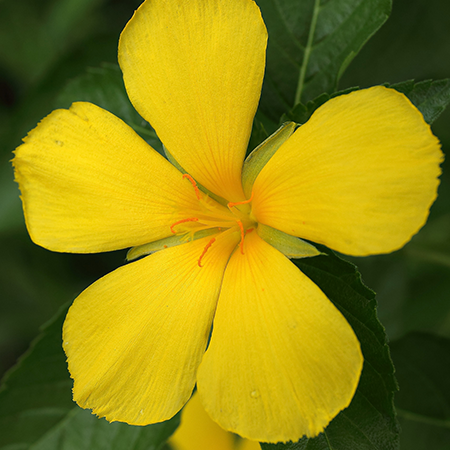 Damiana